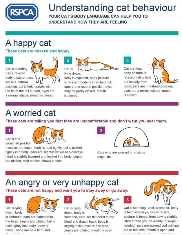 cat-body-language