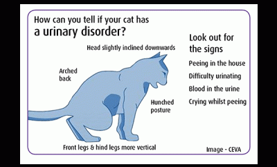 Feline Cystitis (FLUTD) - Mental or 