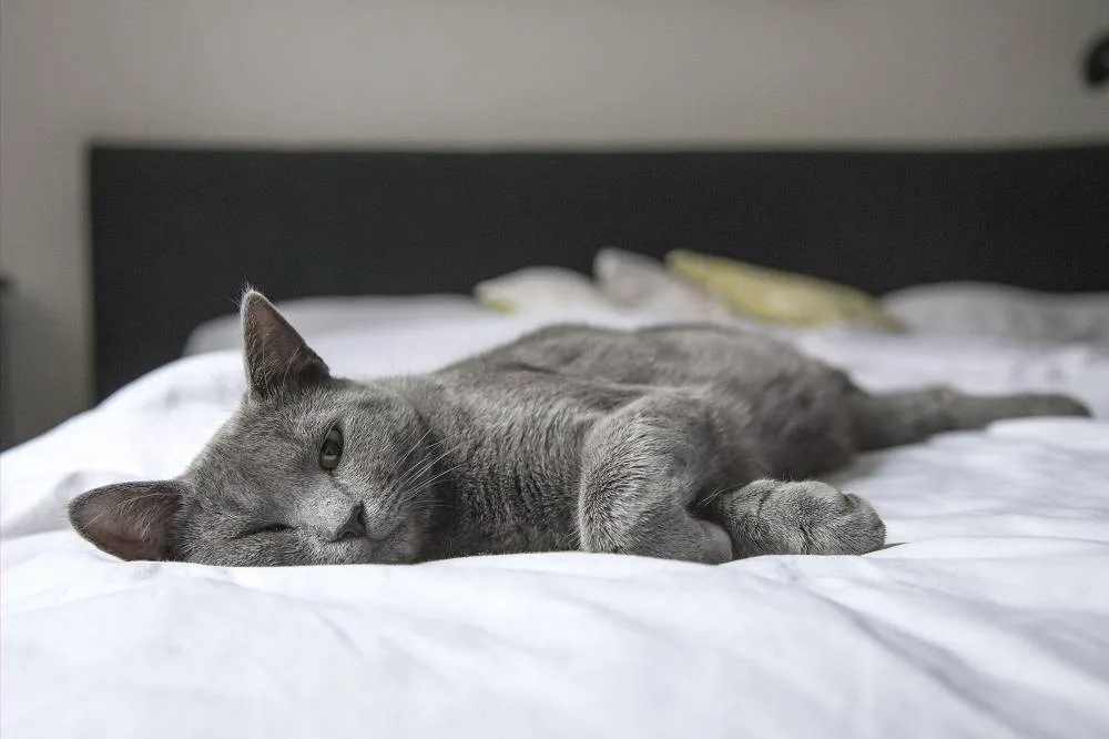 Dealing With Feline Diabetes Mellitus: Causes, Symptoms, and Treatment Options
