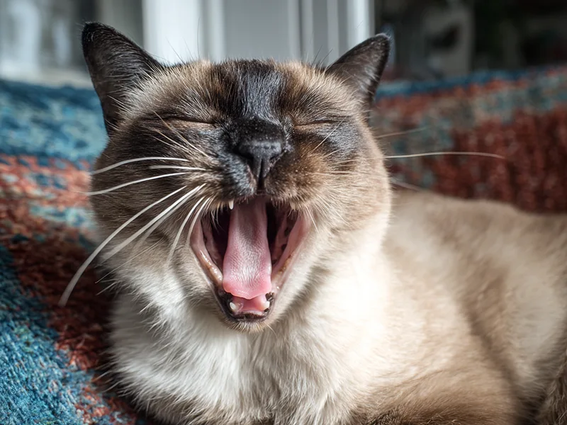 Fish Breath – It’s Not What You Might Think